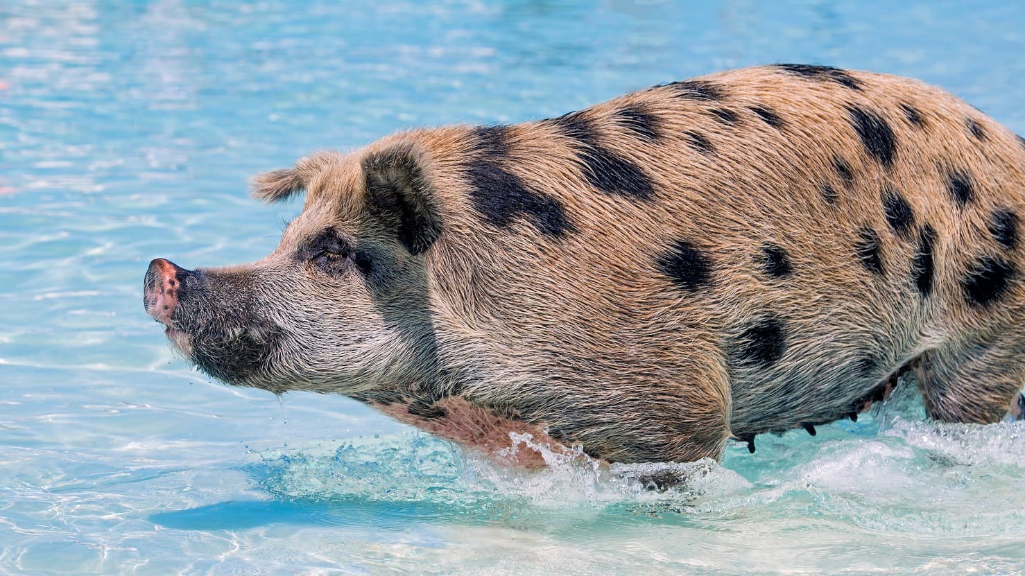 SWNS_SWIMMING_PIGS_02