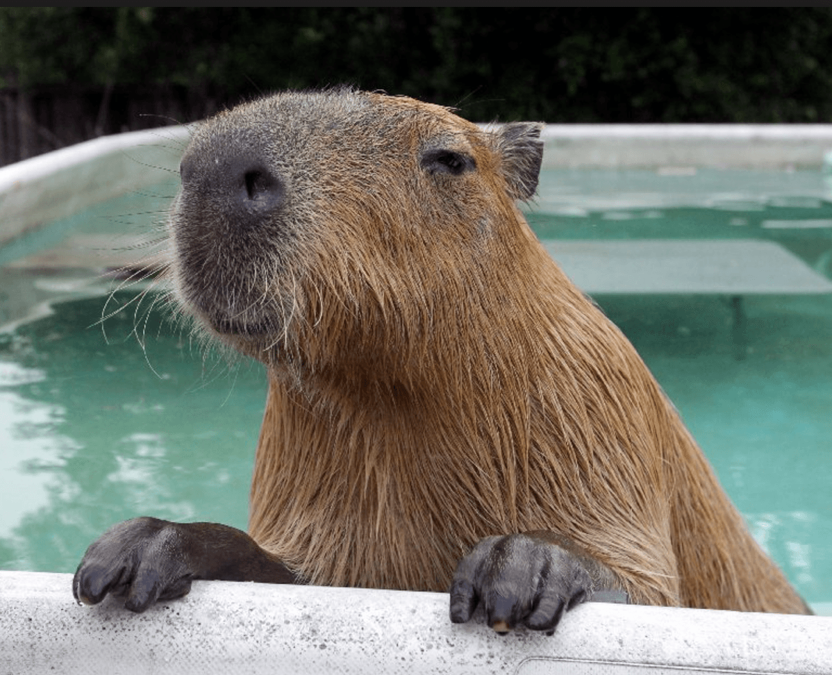 Screen Shot 2017-06-30 at 1.20.38 PM