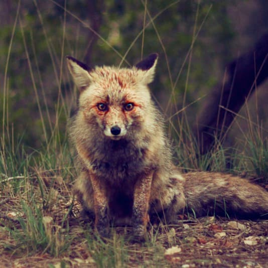 Winterpills "Love Songs"