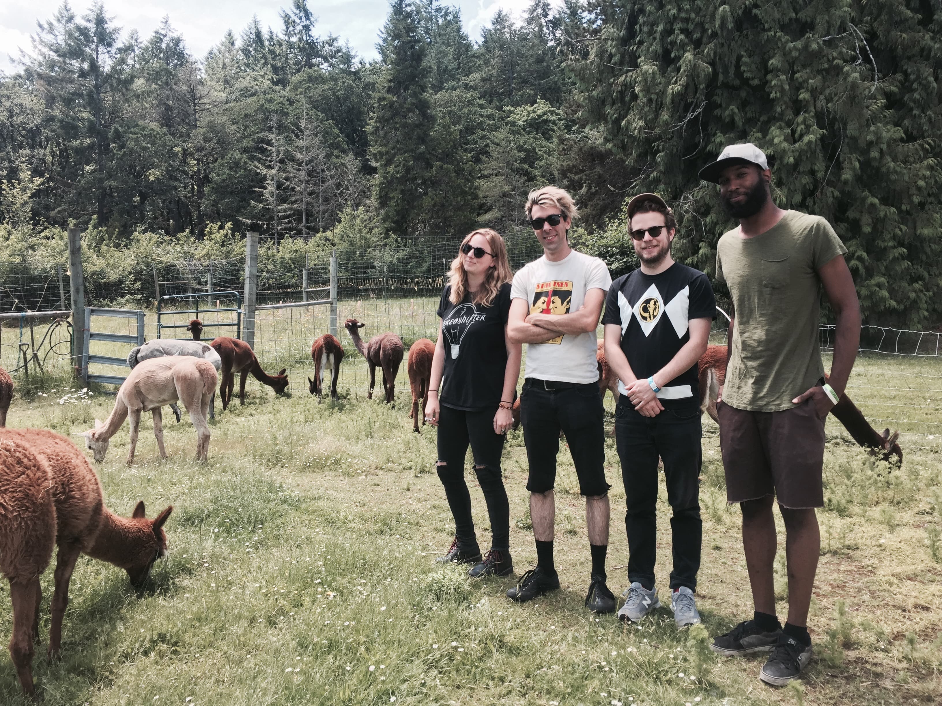 ramonda hammer + alpacas